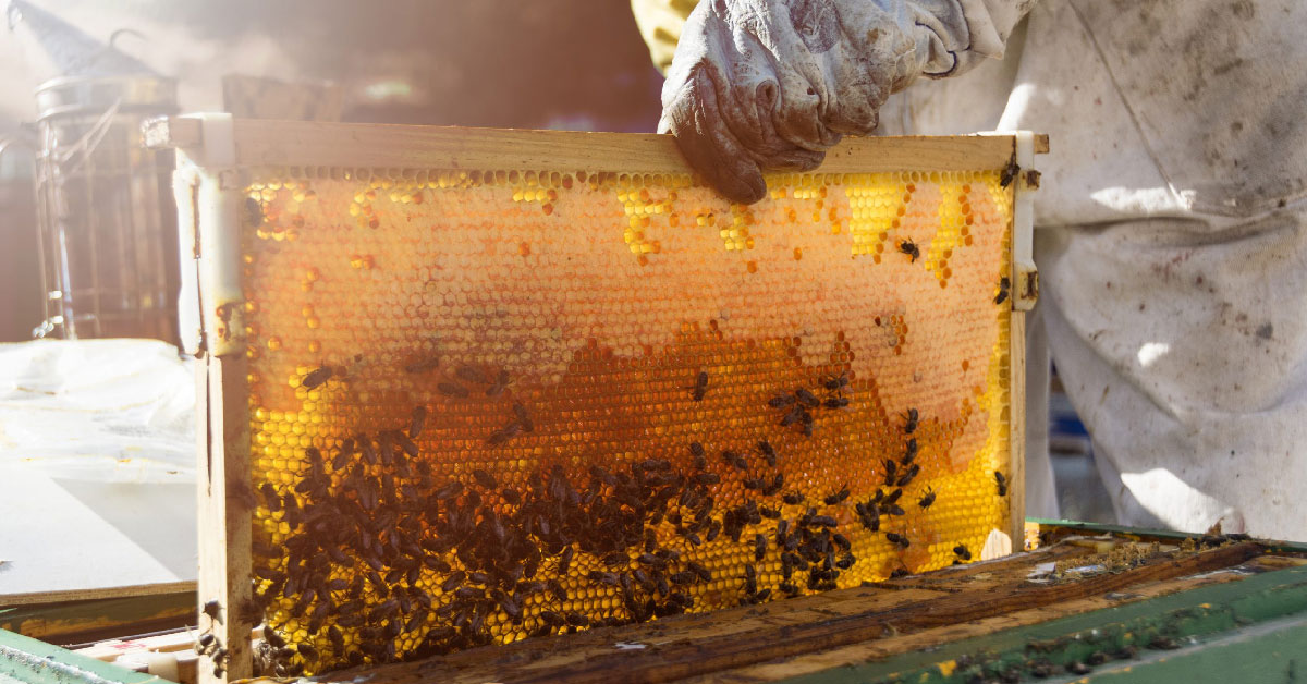 How are raw honey and regular honey different?